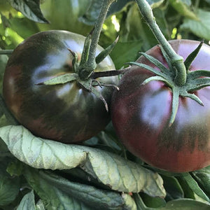 Tomato Black Sea Man Seeds Russian Heirloom Non-GMO (25+ Seeds)