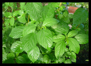 Egypt Spinach Green Jute Rau Ray Xanh Seeds Herbs Heirloom Non-GMO (200+ Seeds)