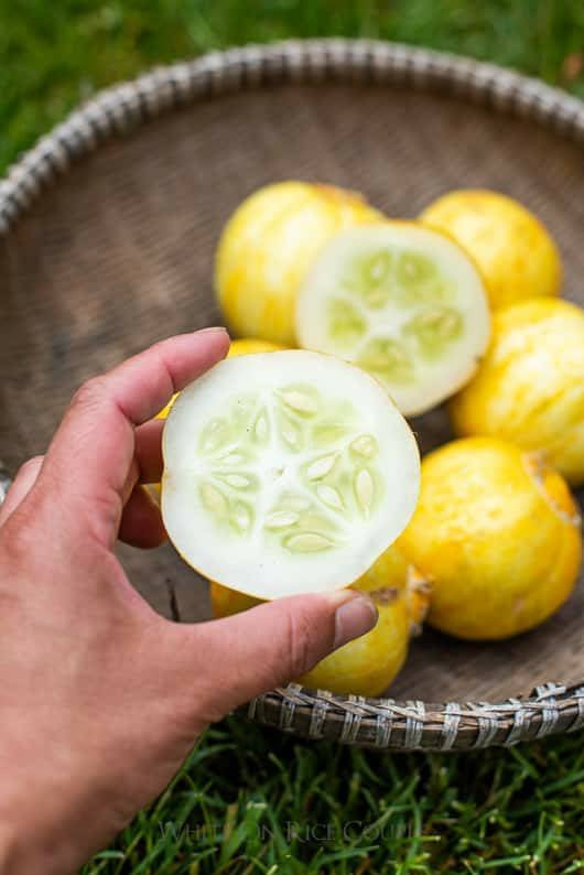 Cucumber Lemon Seeds Heirloom Non-GMO (100+ Seeds)