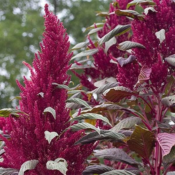 Amaranth Red Garnet Seeds Herbs Heirloom Non-GMO (500+ Seeds)