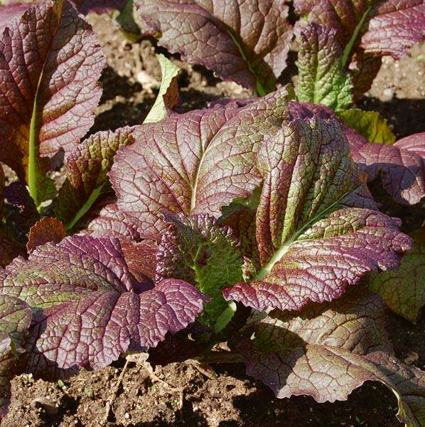 indian mustard seeds for planting Mustard India Red Giant Seeds Heirloom Non-GMO (500+ Seeds)