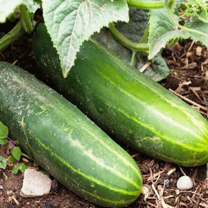 Cucumber Straight Eight Seeds Heirloom Non-GMO (50+ Seeds)