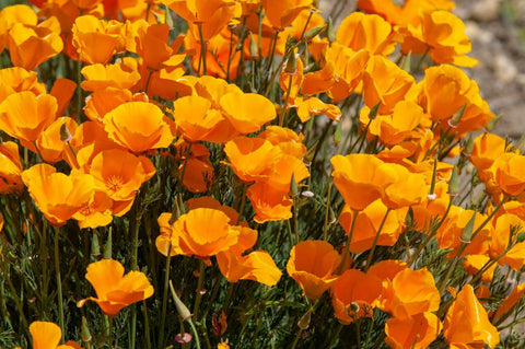 Flower California Orange Poppy Seeds Heirloom Non-GMO (300+ Seeds)