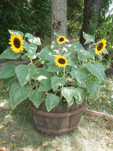 sunflower plants in pots for sale Flower Sunflower Dwarf Sunspot Seeds Non-GMO (50+ Seeds) – Hello May Garden