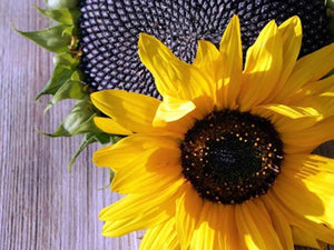 black seed sunflower plant Sunflower Black Oil Flower Seeds Heirloom Non-GMO (100+ Seeds) – Hello May Garden