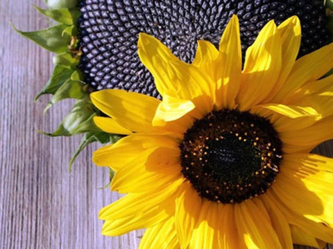 Sunflower Black Oil Flower Seeds Heirloom Non-GMO (100+ Seeds)