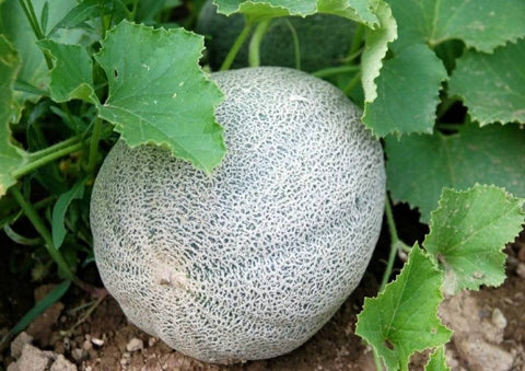 Cantaloupe Minnesota Midget Seeds Heirloom Non-GMO (50+ Seeds)