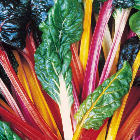 Swiss Chard Rainbow Mix Seeds Heirloom Non-GMO (50+ Seeds)
