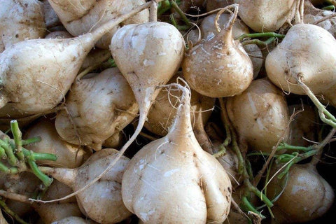 Jicama (Thai) Seeds Heirloom Non-GMO (50+ Seeds)