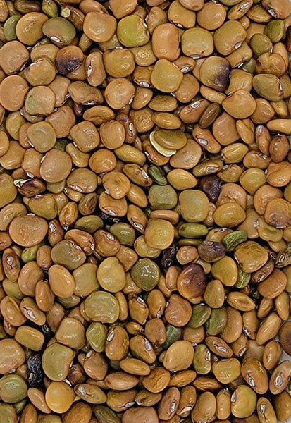 Jicama (Thai) Seeds Heirloom Non-GMO (50+ Seeds)