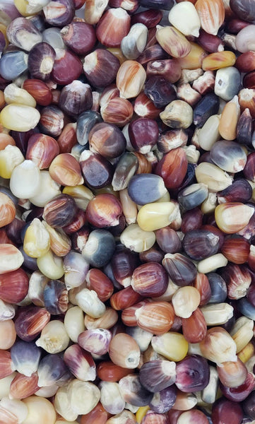 Corn Ornamental Indian Rainbow Seeds Heirloom Non-GMO (50+ Seeds)