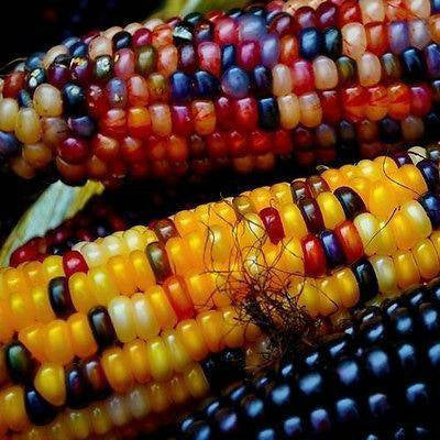 50 GLASS GEM Rainbow Corn-ornamental Rainbow-colored Indian Corn Heirloom  Non-gmo 