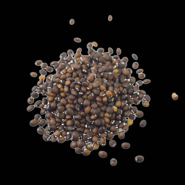 Catnip Seeds Herbs Perennial Non-GMO (1000+ Seeds)