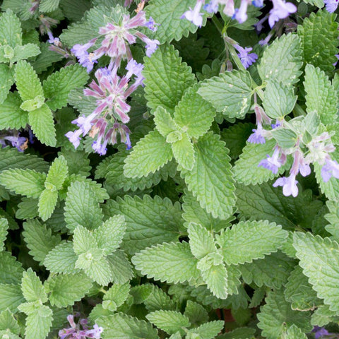 Catnip Seeds Herbs Perennial Non-GMO (1000+ Seeds)