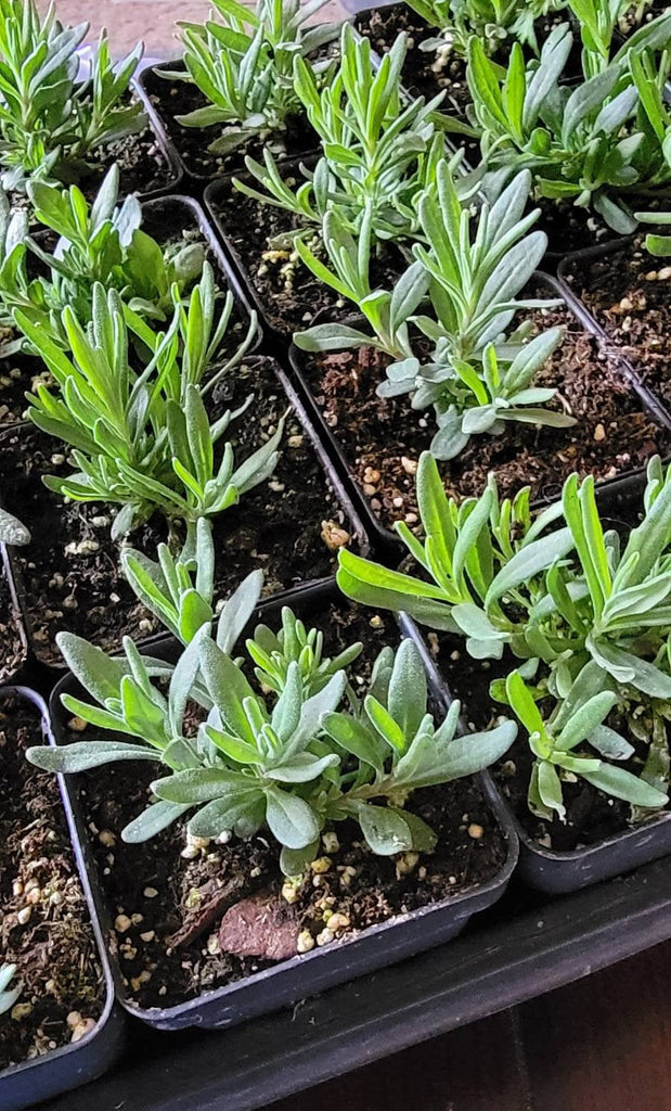 young lavender plant Lavender (Lavandula) Herbs Starter Plants
