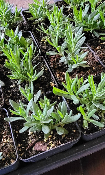 Lavender Herbs Starter Plants - 2.5" pot