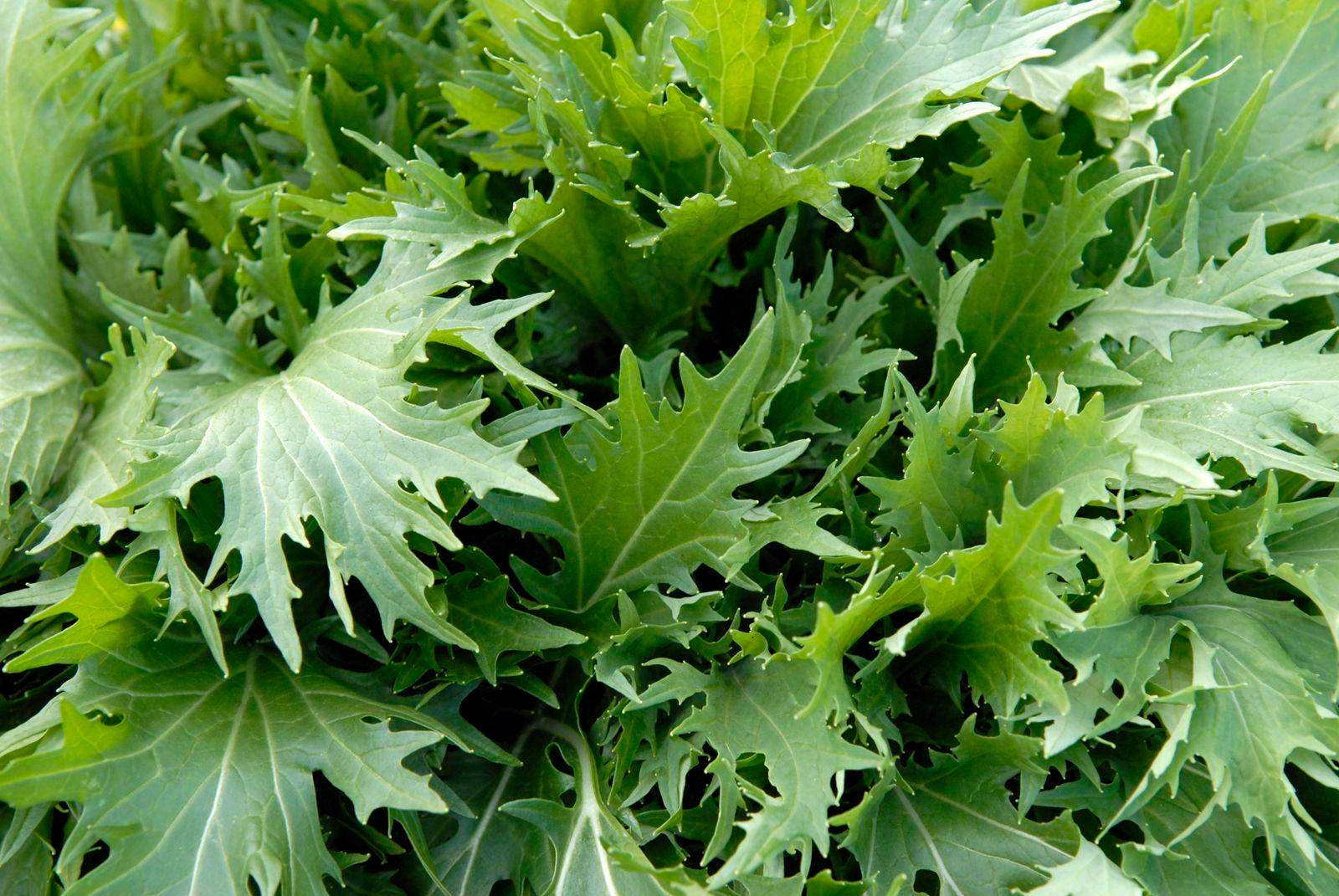 Mustard, Mizuna Seeds Heirloom Non-GMO (1000+ Seeds)