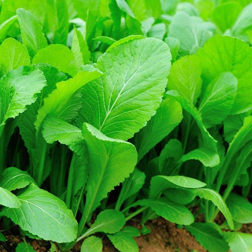 Mustard (Spinach) Tendergreen Seeds Heirloom Non-GMO (1000+ Seeds)