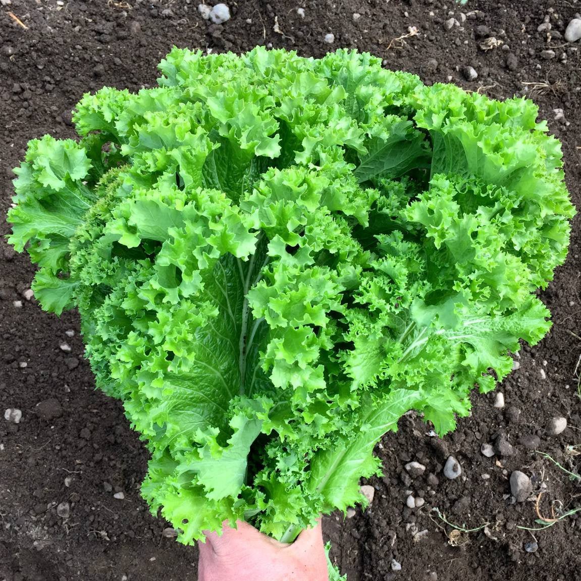 Mustard India Giant Southern Curled Seeds Heirloom Non-GMO (500+ Seeds)