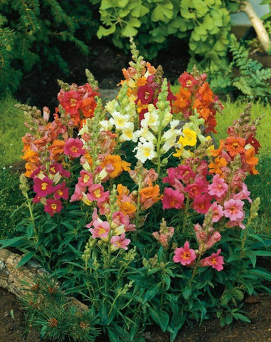 Snapdragon Maximum Mix Flower Seeds Non-GMO (1000+ Seeds)