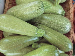 Squash Zucchini (Summer) Grey Seeds Heirloom Non-GMO (50+ Seeds)