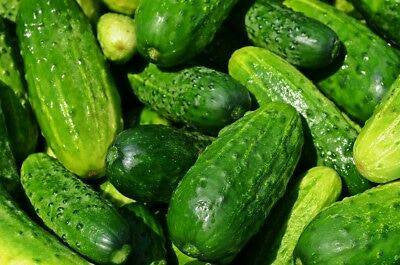 Cucumber Spacemaster 80 Seeds Heirloom Non-GMO (50+ Seeds)