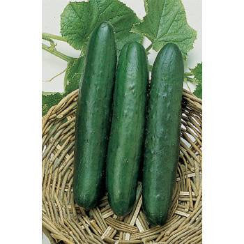 Cucumber Babylon Hybrid Seeds (25+ Seeds)