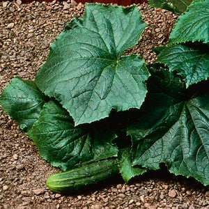 Cucumber Bush Pickle Seeds Heirloom Non-GMO (50+ Seeds)