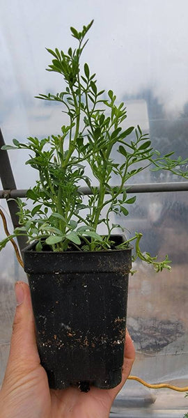 Rue, Ruta Graveolens, Ruda Herbs Plants - 2.5" pot