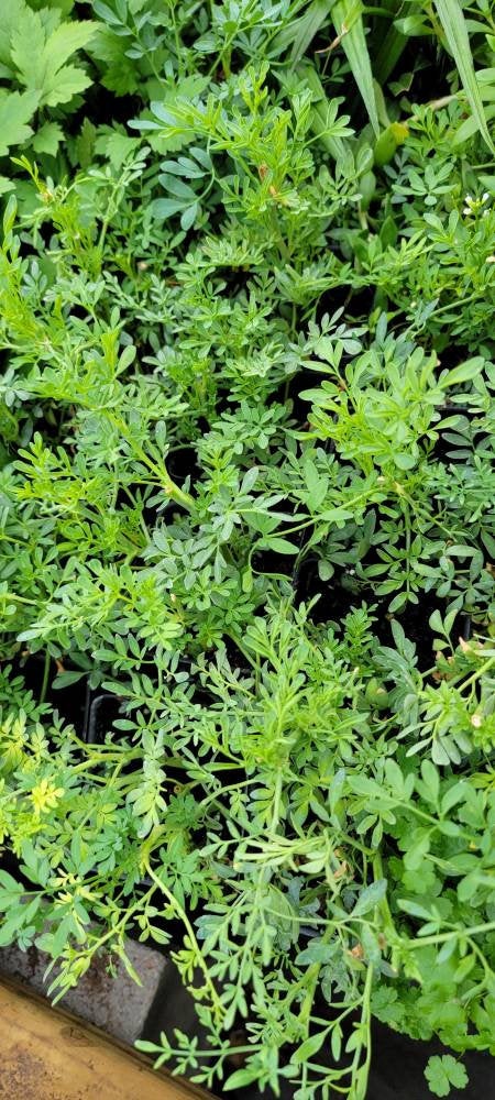 Rue, Ruta Graveolens, Ruda Herbs Plants - 2.5" pot  Hello May Garden