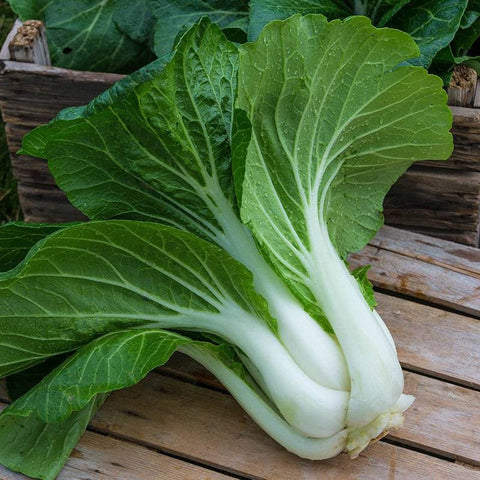 Bok Choy Dark Leaf White Stem Seeds Heirloom Non-GMO (1000+ Seeds)