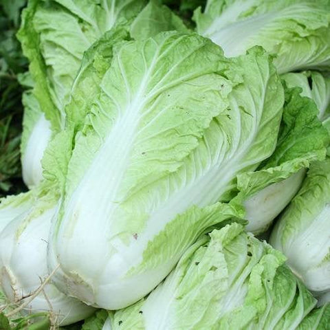 Chinese Cabbage Napa Seeds Heirloom Non-GMO (1000+ Seeds)