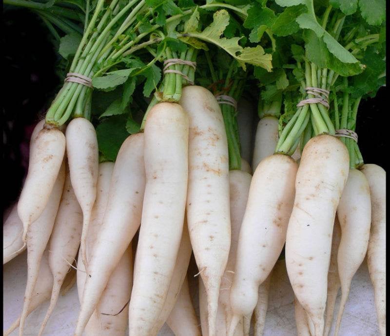 Daikon Radish Seeds Heirloom Non-GMO (200+ Seeds)