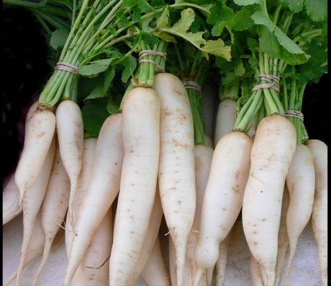 Daikon Radish Seeds Heirloom Non-GMO (200+ Seeds)