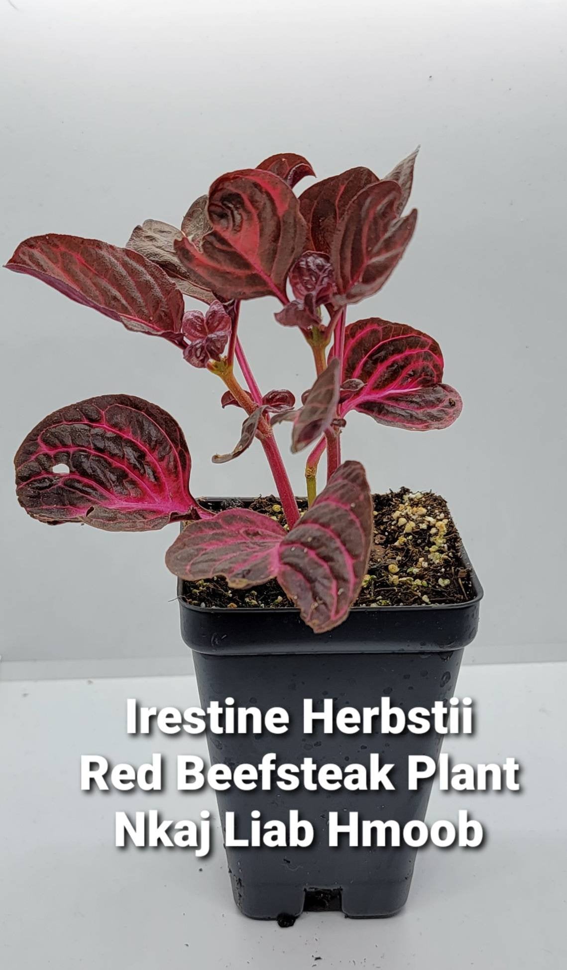 Iresine Herbstii, Red Beefsteak - Nkaj Liab Hmoob Hmong Medicinal Herb Starter Plant- 2.5" pot