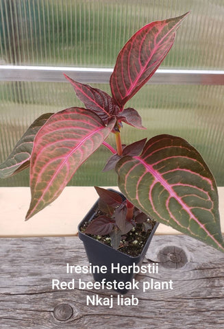 Iresine Herbstii, Red Beefsteak - Nkaj Liab Miskas Hmong Medicinal Herb Starter Plant - 2.5" pot