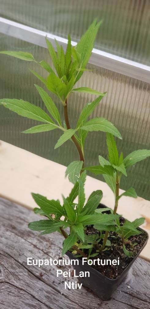Eupatorium Fortunei - Ntiv Hmong Medicinal Herbs Starter Plants - 2.5" pot *PREORDER ONLY*