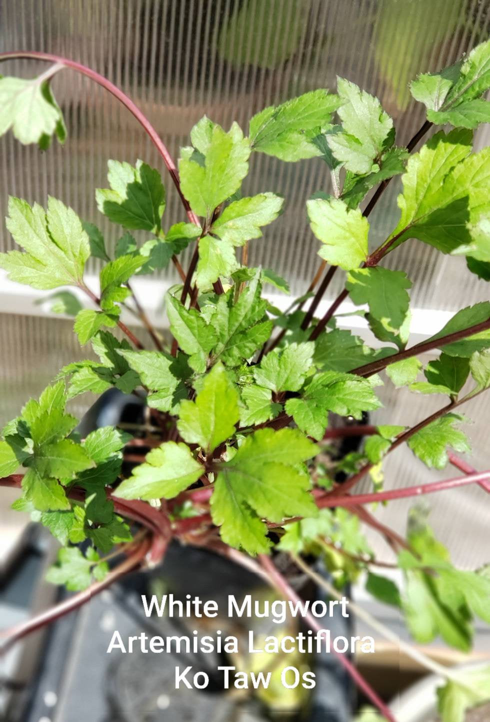White Mugwort, Artemisia Lactiflora - Ko Taw Os Liab Hmong Medicinal Herbs Starter Plant - 2.5" pot