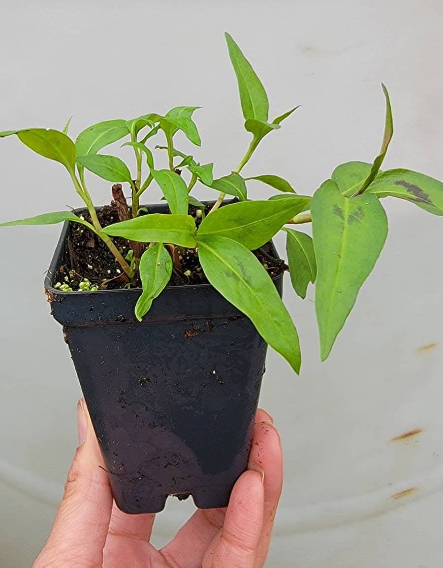 Vietnamese Coriander Persicaria odorata Herbs Rau Răm Plant