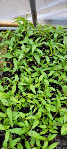 Vietnamese Coriander Persicaria odorata Herbs Rau Răm Plant - 2.5" pot