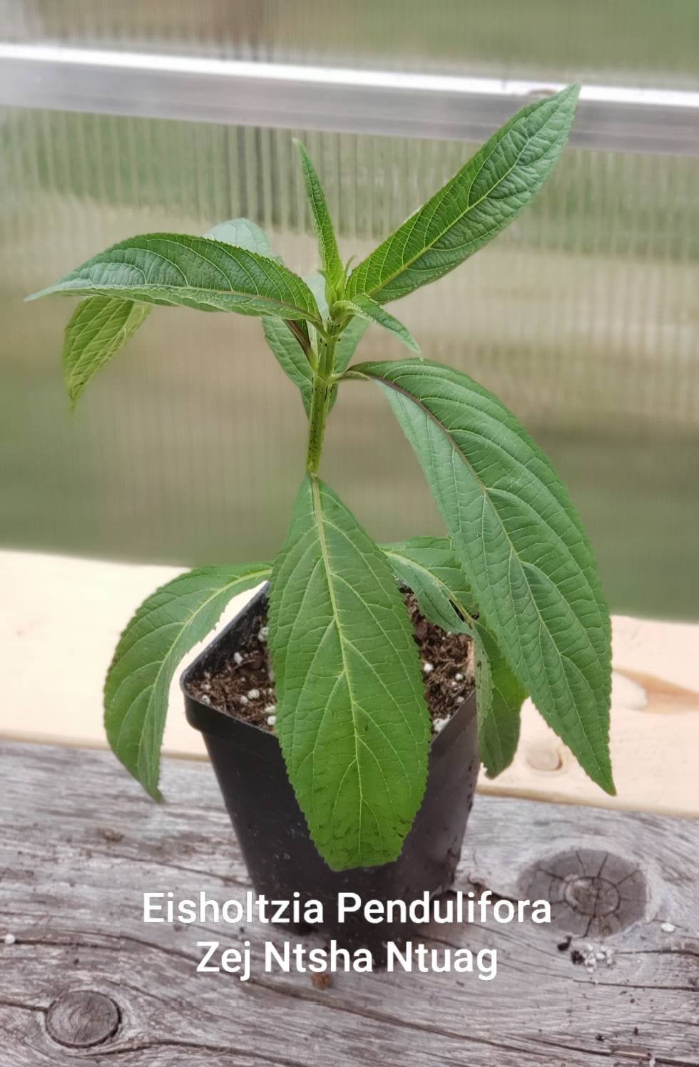 Eisholtzia Pendulifora - Zej Ntshua Ntuag Hmong Medicinal Herbs Starter Plant - 2.5" pot