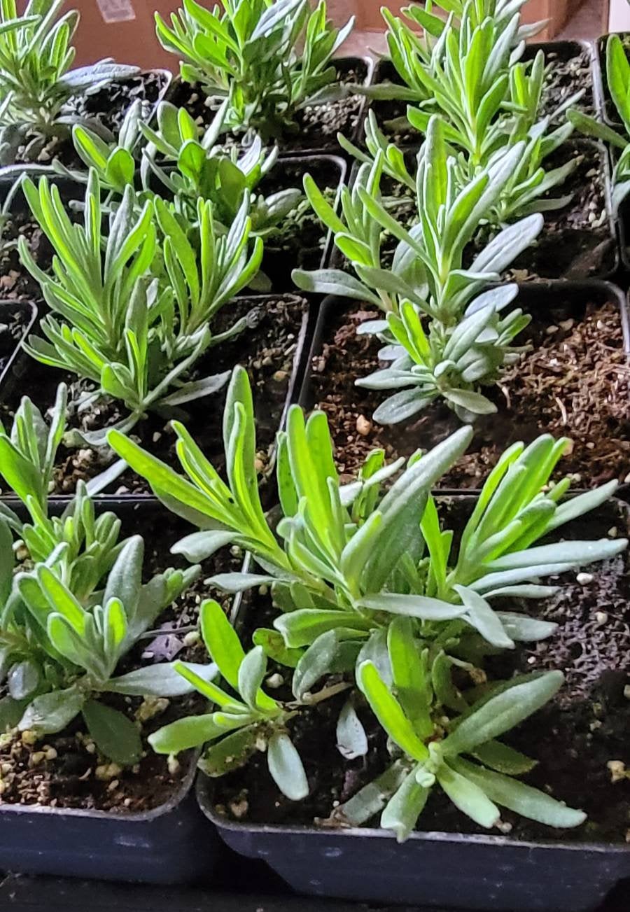 lavender plant herbs Lavender (Lavandula) Herbs Starter Plants