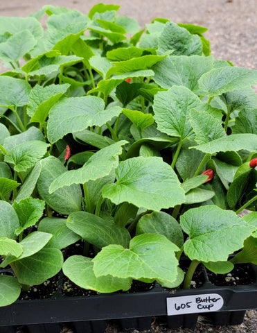 Burgess Strain Buttercup (Kabocha) Winter Squash Starter Plants - 4 Seedlings