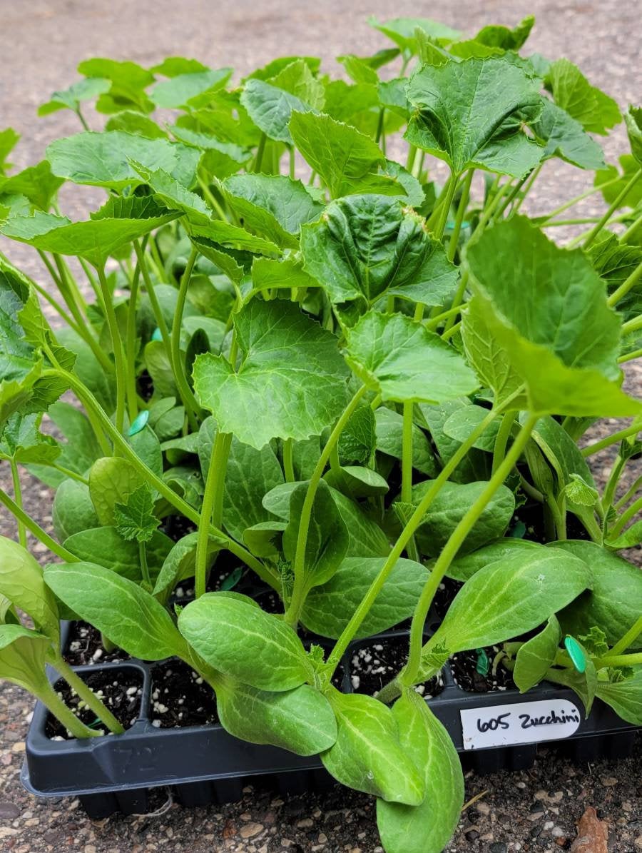 Zucchini Elite Squash Starter Plants - 4 Seedlings