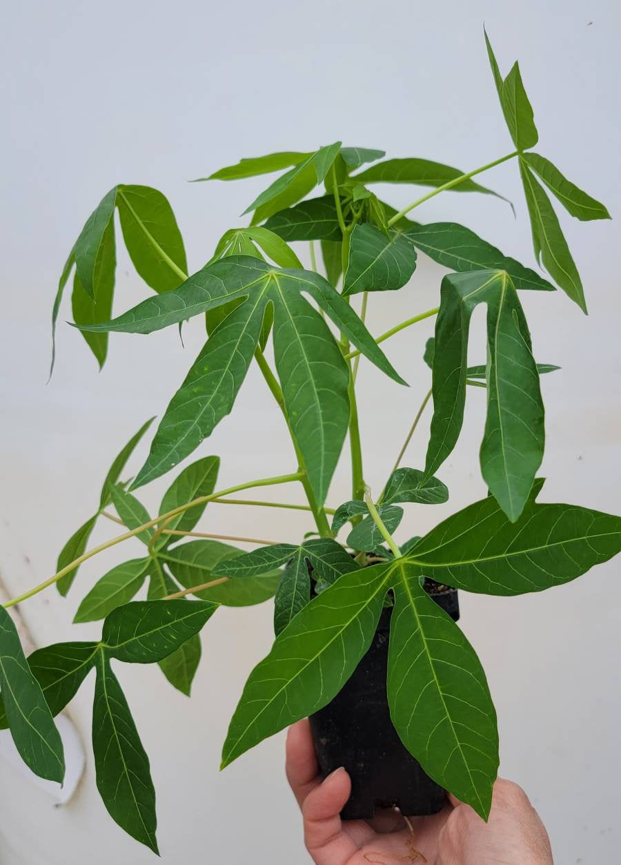 cassava house plant Cassava, Yuca (Manihot Esculenta), Ntsis Qos Ntoo Live Plants