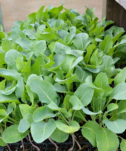 Cauliflower Snowball Starter Live Plants - 6 Seedlings