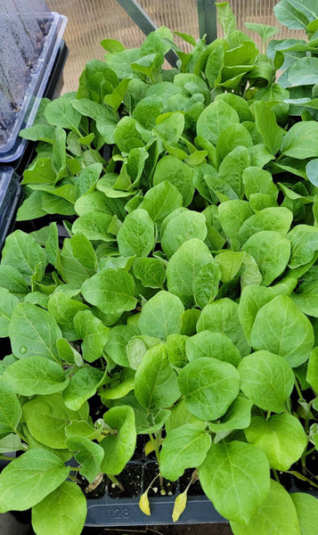 Purple Long Eggplant Starter Live Plants - 4 Seedlings
