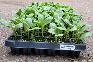Jubilee Long Watermelon Starter Plants - 4 Seedlings
