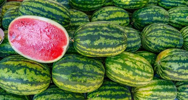 Crimson Sweet Watermelon Starter Plants