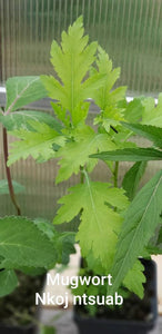 Mugwort - Nkoj Ntsuab Hmong Medicinal Herbs Starter Plant - 2.5" pot